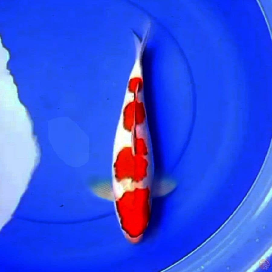 36cm KOHAKU 4STEP