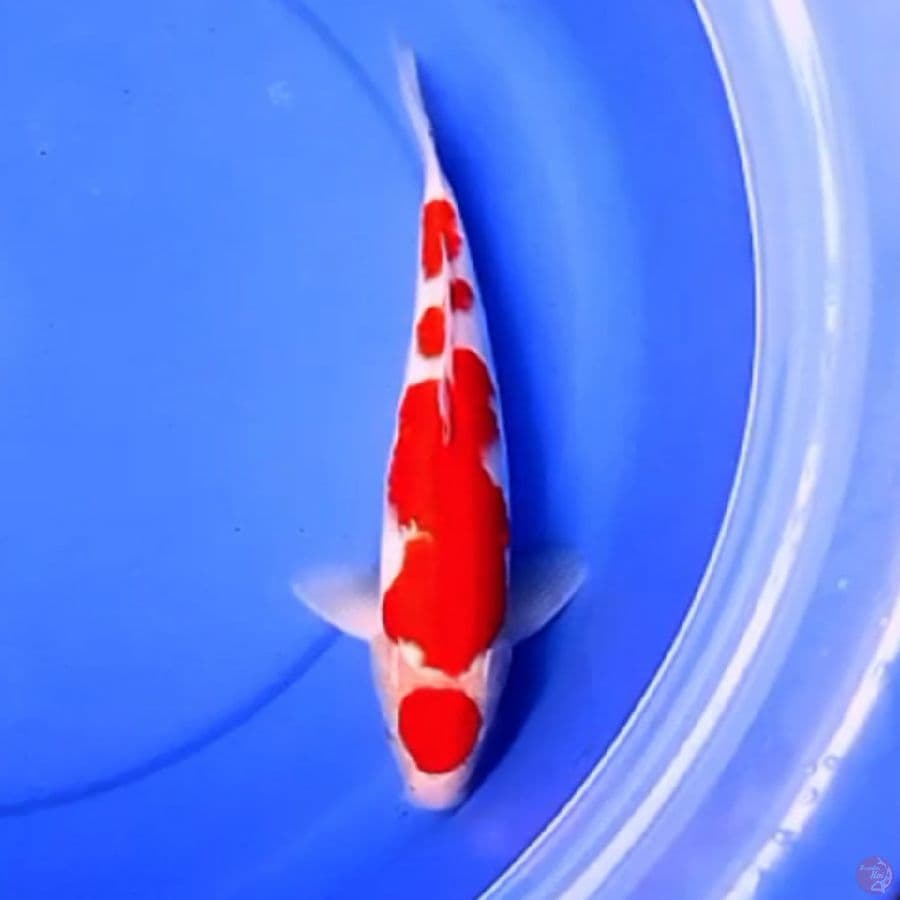 32cm KOHAKU BARA IRONO