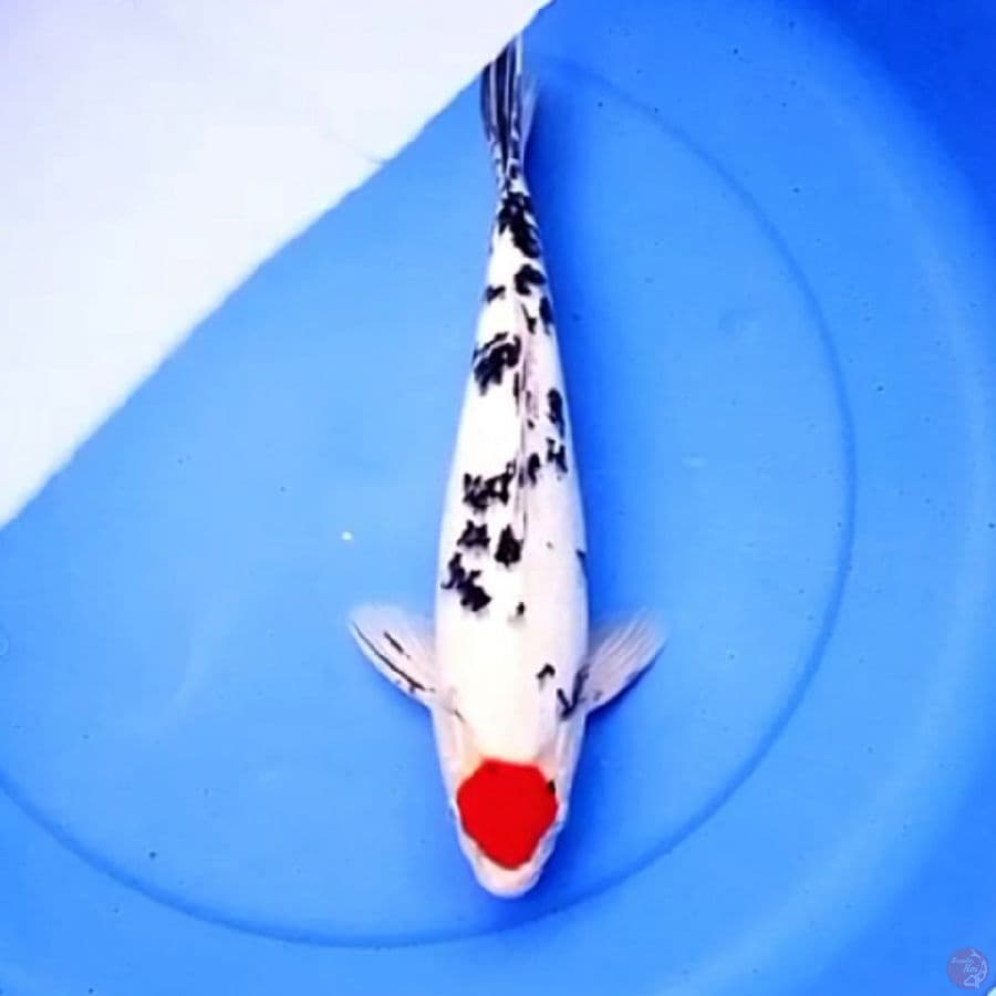 37cm TANCHO SANKE 