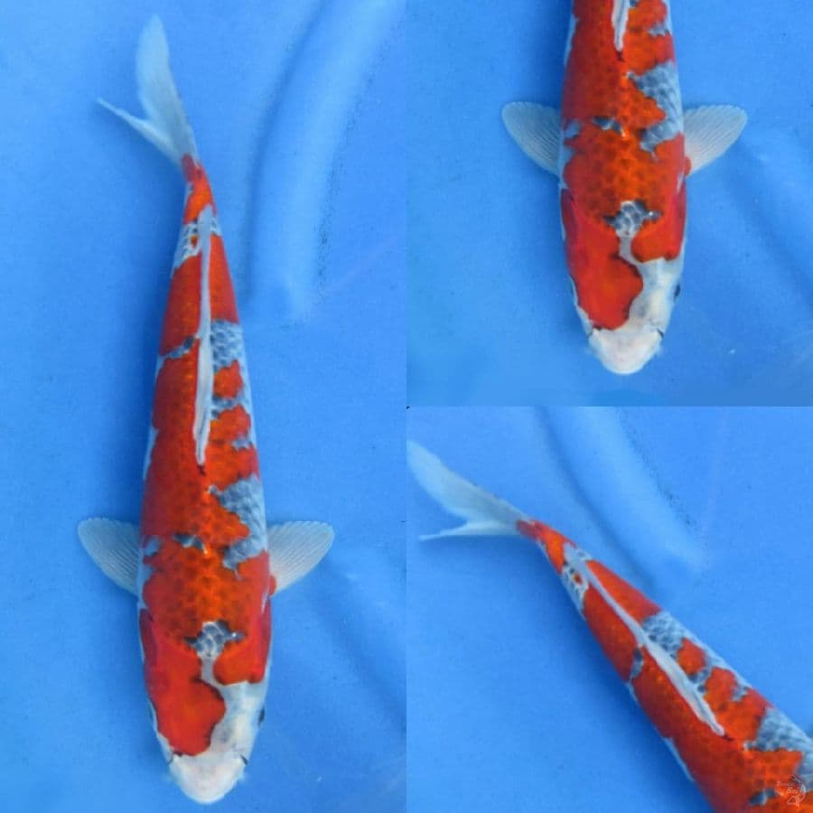 35cm , Red Goshiki