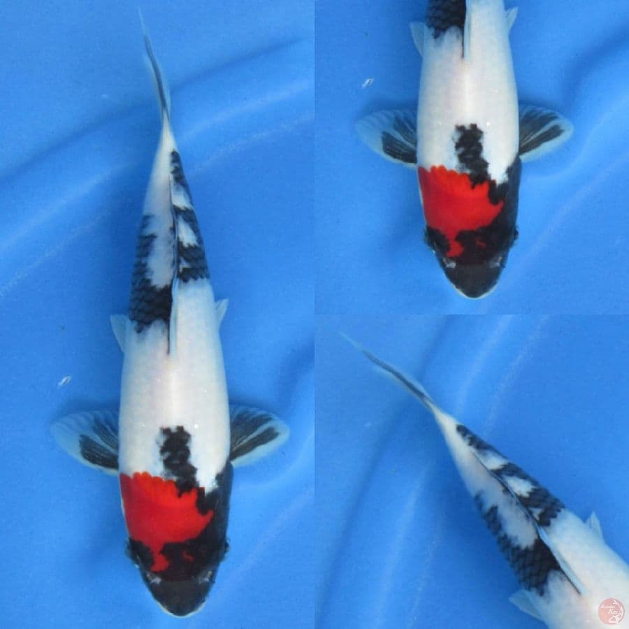 24cm , Super Tancho Showa ,