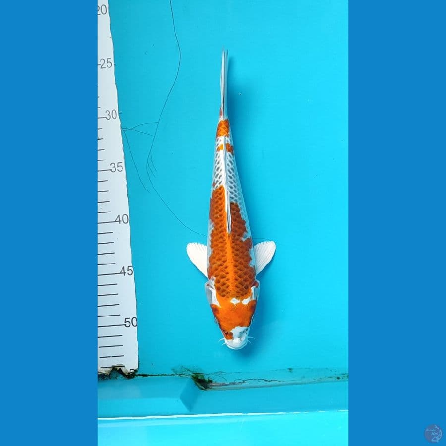 kujaku female 26 cm