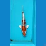 kujaku male 27 cm