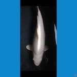 Ogon 33CM