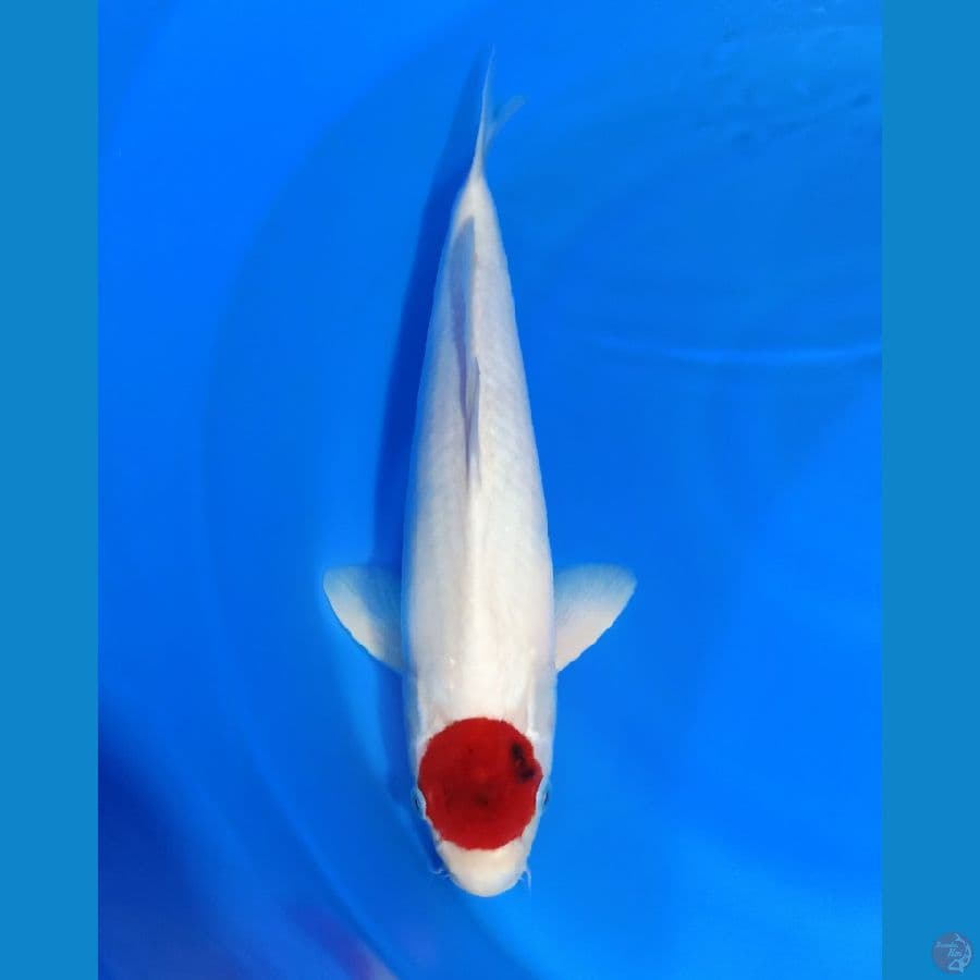 TANCHO Ai_koromo  ORYGINAL male 47cm