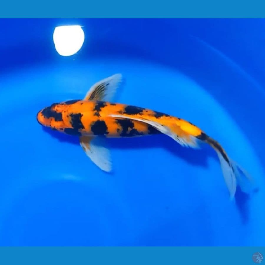 KUMPAY KIN UTSURI 36CM MALE