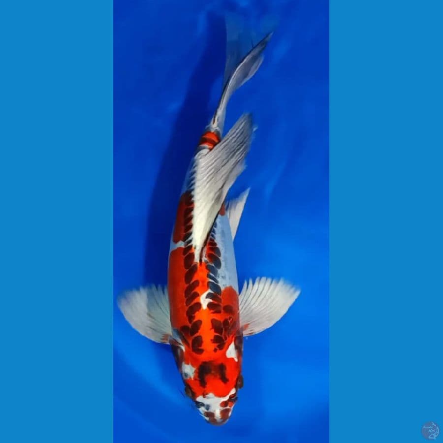KUMPAY KIKO 45 CM. SUPER LEBAR .