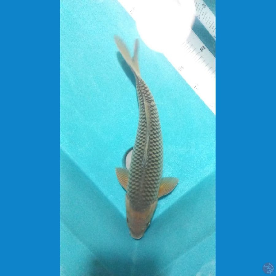 soragoi 40cm