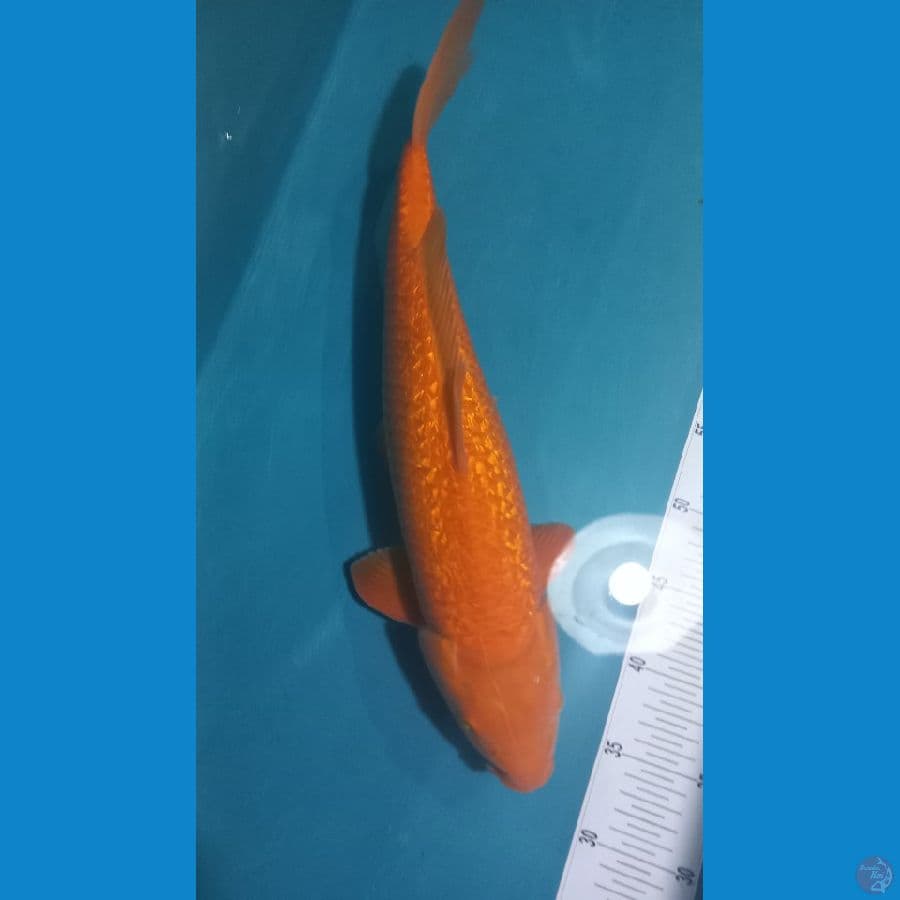 Red Karashi 40cm