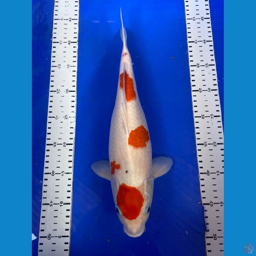 kohaku 36 cm