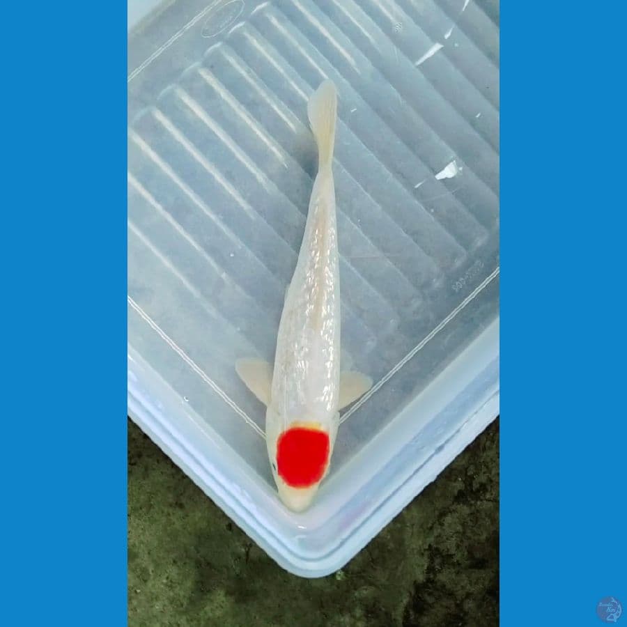 tc kohaku gindrin jantan 25cm 