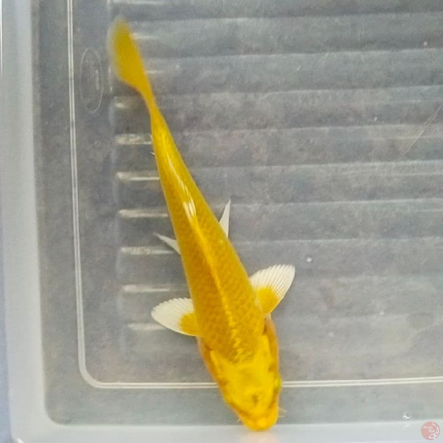 ogon 16cm