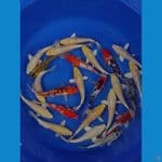 PAKET MIX 20 EKOR 