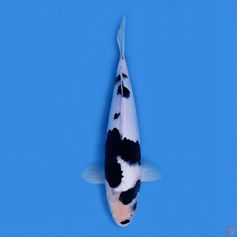 budo koromo original 25 cm
