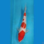 kohaku 25cm