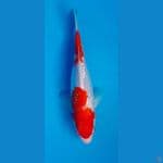 kohaku gindrin 21cm