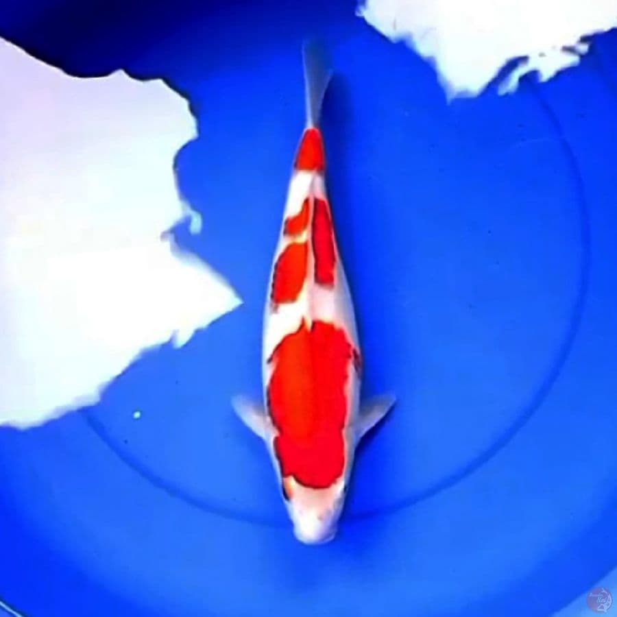 36cm SANDAN KOHAKU RED DEVIL