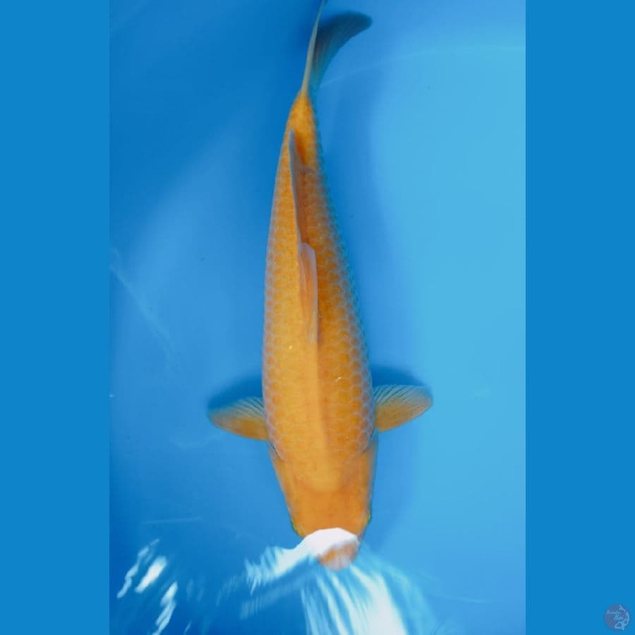 RED KARASI CORN 35CM MALE