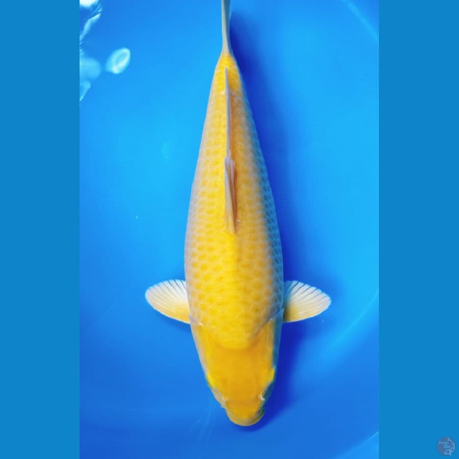 KARASI CORN 38CM FEMALE