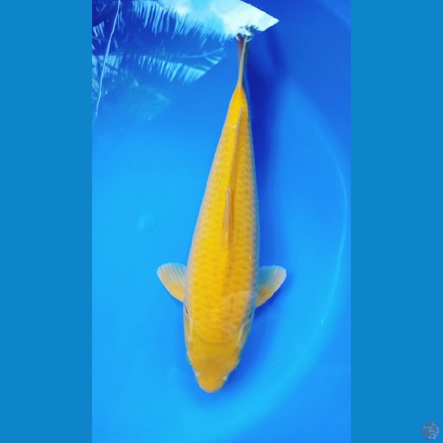 KARASI CORN 40CM MALE