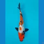 SHOWA GINRIN (16CM)