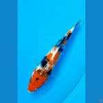 SHOWA (19CM)