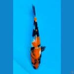 SHOWA (18CM)