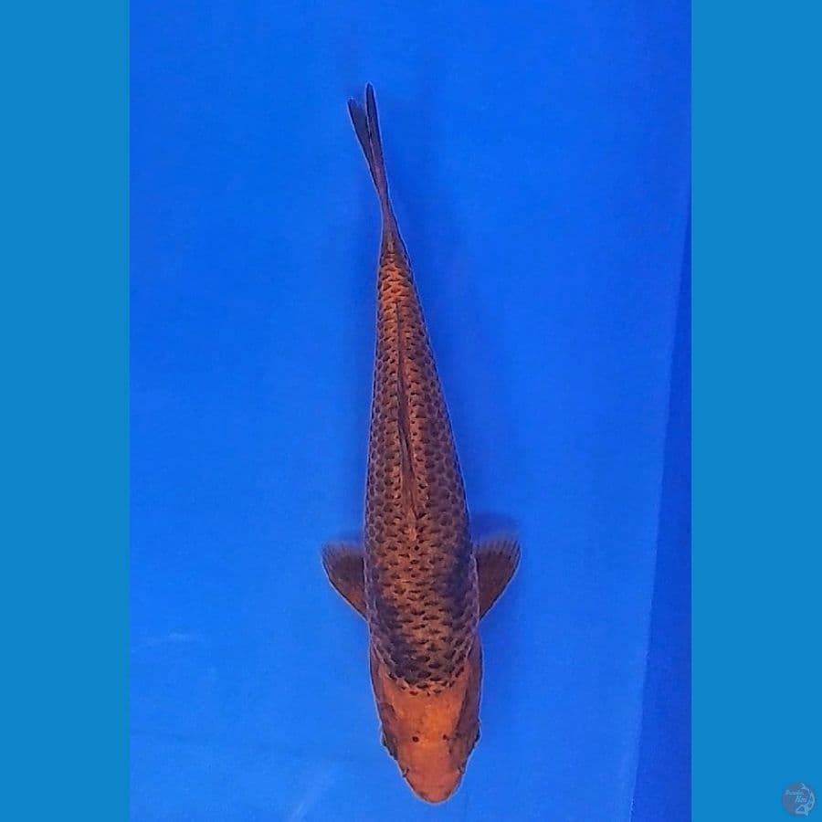 CARAMEL UTSURI (18CM)
