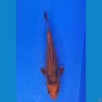 CARAMEL UTSURI (18CM)