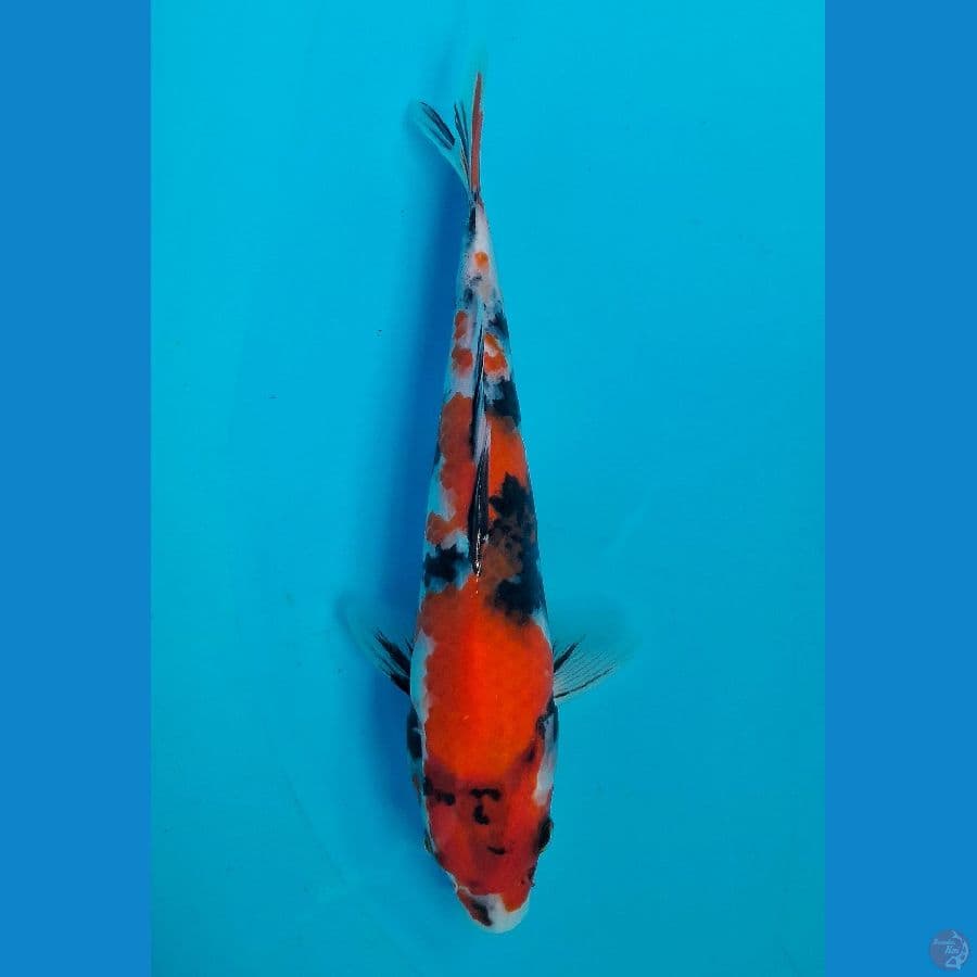 SHOWA (22CM)