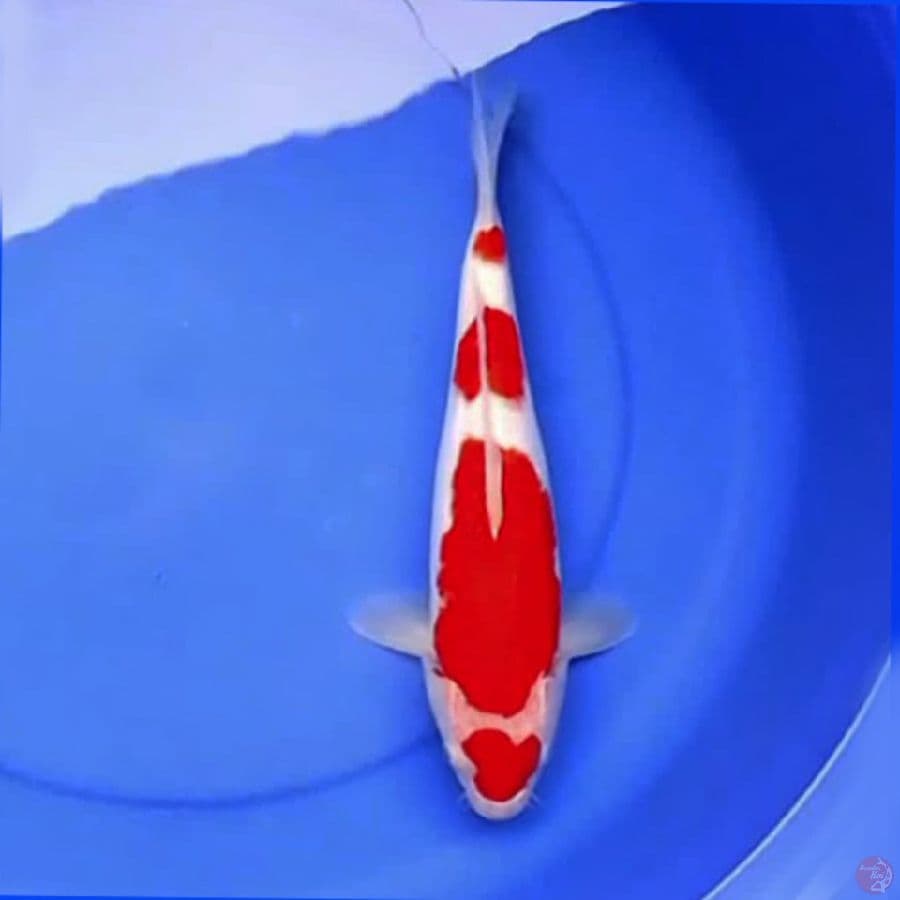 35cm KOHAKU SUPER BAGUS