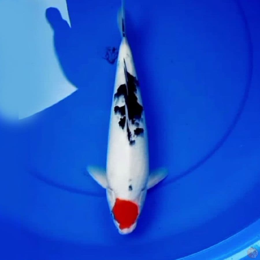34cm ORIGINAL TANCHO SANKE
