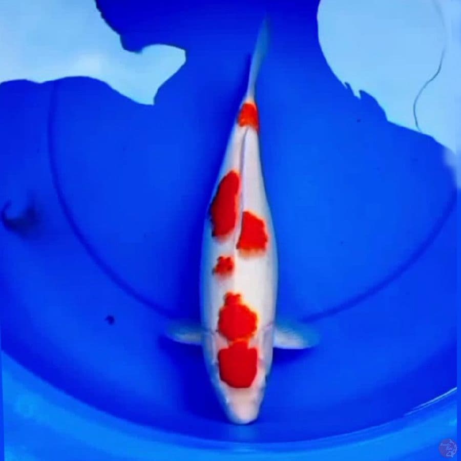 37cm KOHAKU SAKURA BULKY
