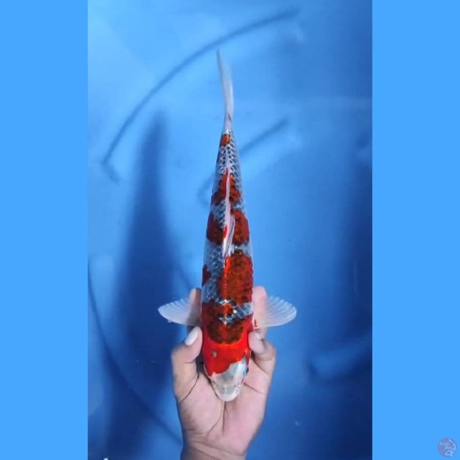 ( 33CM ) RED GHOSIKI - MALE