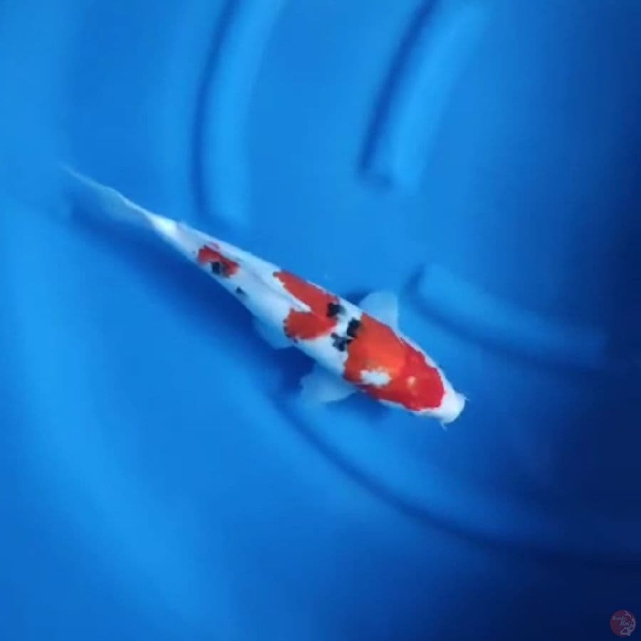 ( 34CM ) SANKE - MALE