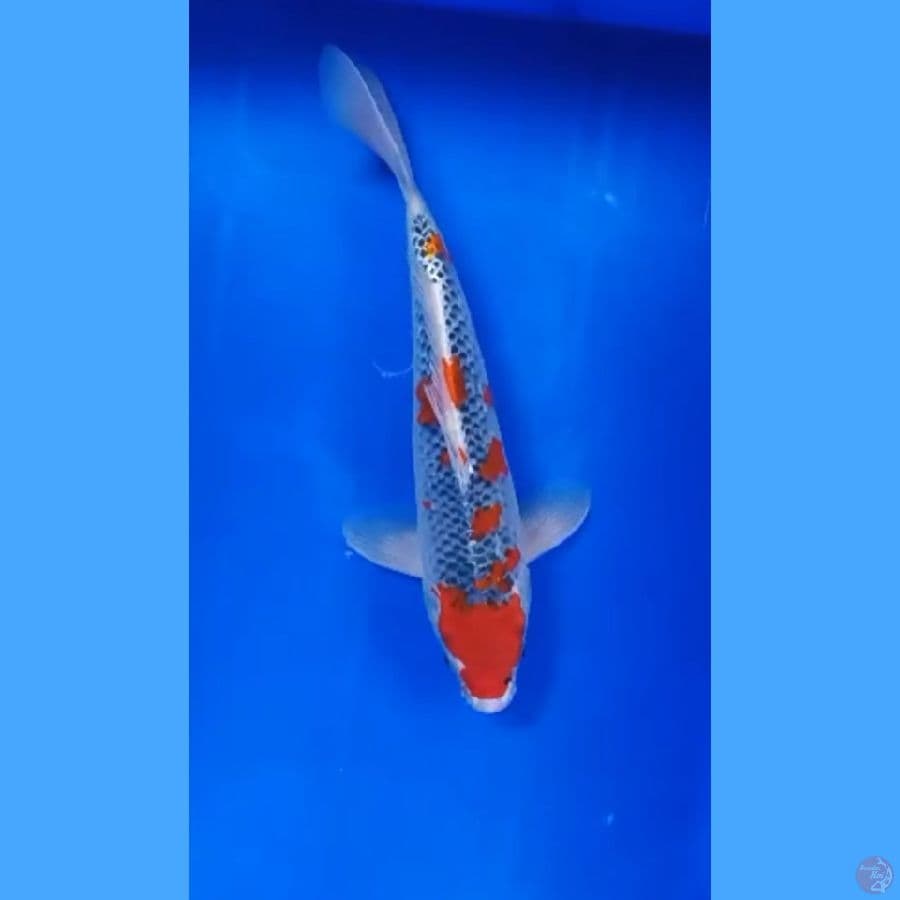 ( 33CM ) GHOSIKI SAKURA - MALE