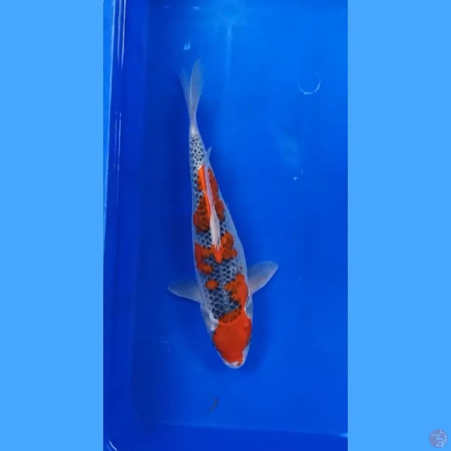 ( 35CM ) GHOSIKI - FEMALE