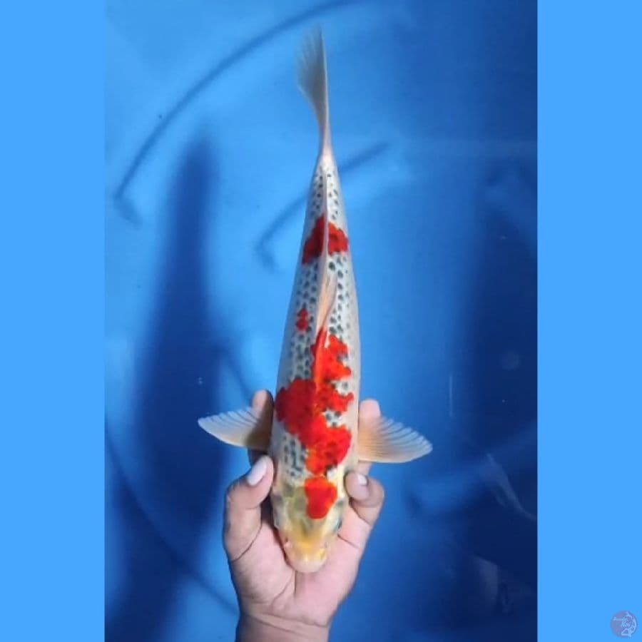 ( 35CM ) GHOSIKI - MALE