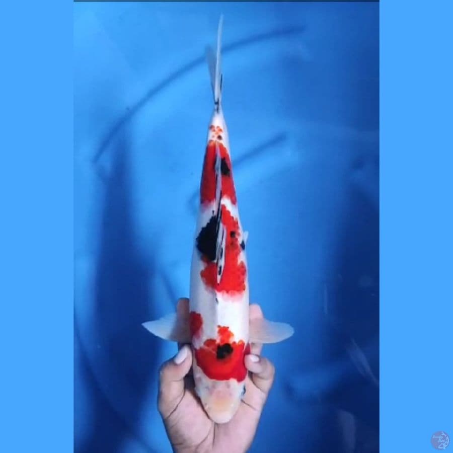 ( 35CM ) SANKE MANTAP - MALE