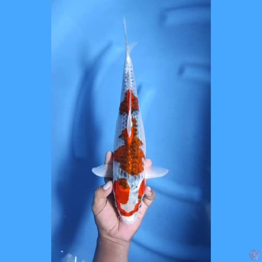 ( 37CM ) GHOSIKI - FEMALE 
