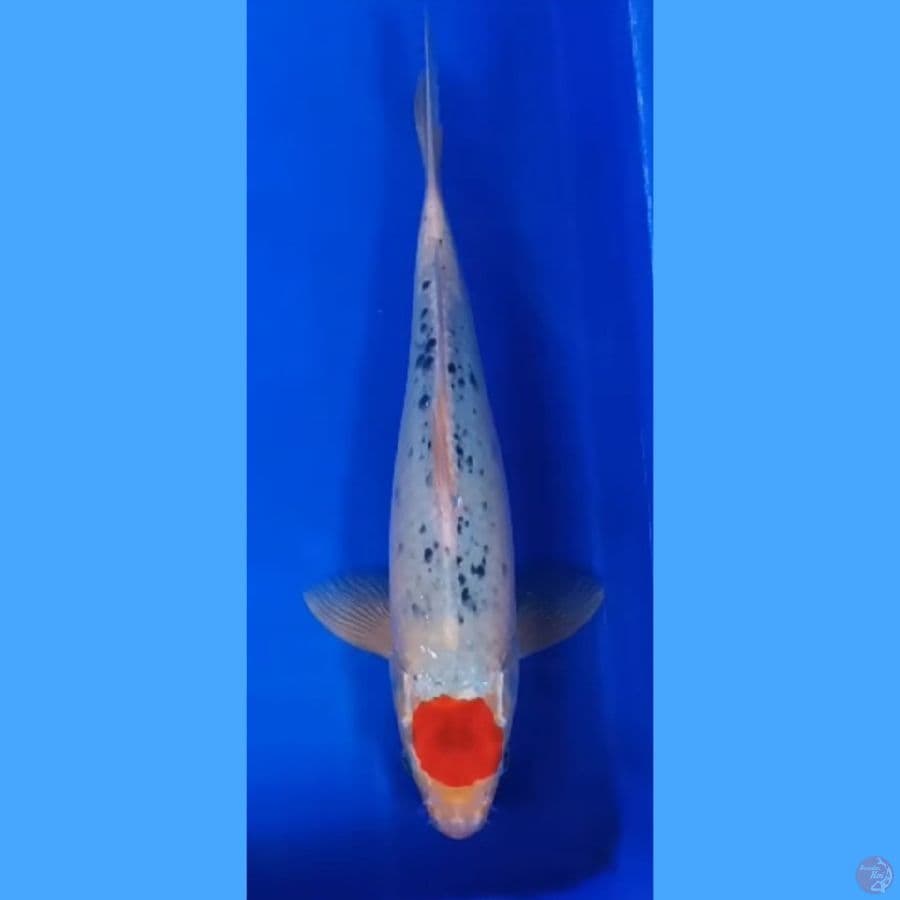 ( 33CM ) TANCHO GHOSIKI - MALE