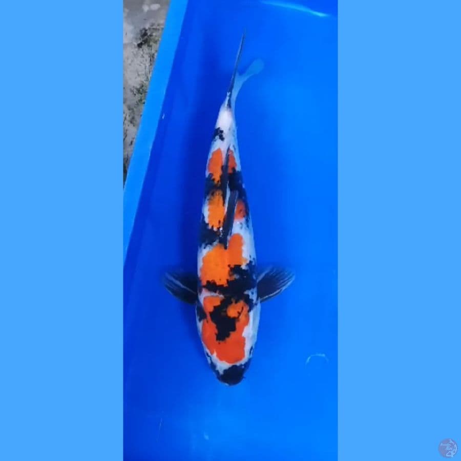 ( 37CM ) SHOWA ORIGINAL - MALE