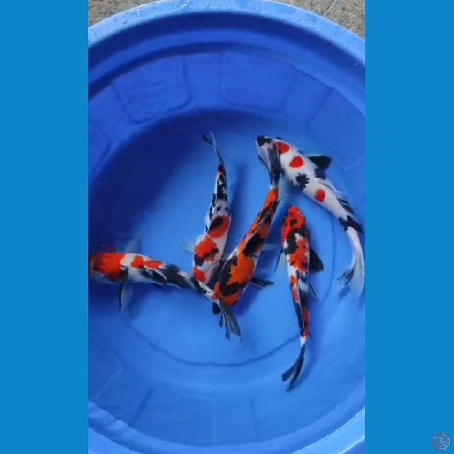 sk mix koi + serti import