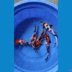 sk mix koi + serti import