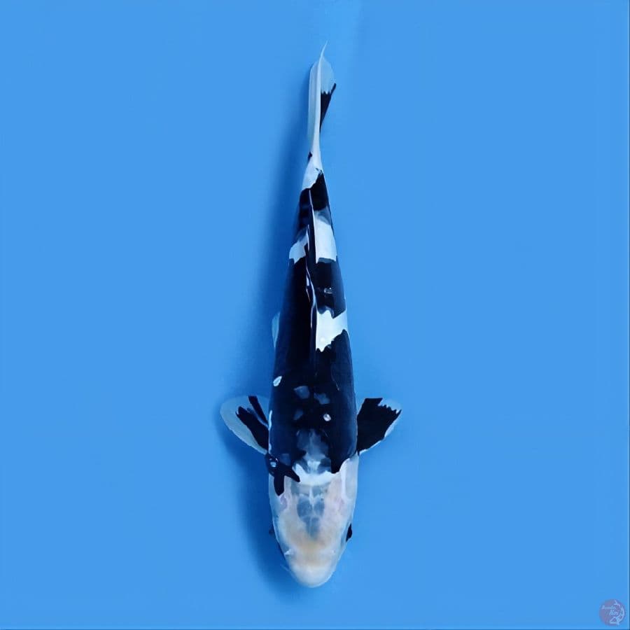 shiro doitsu HQ 30 cm