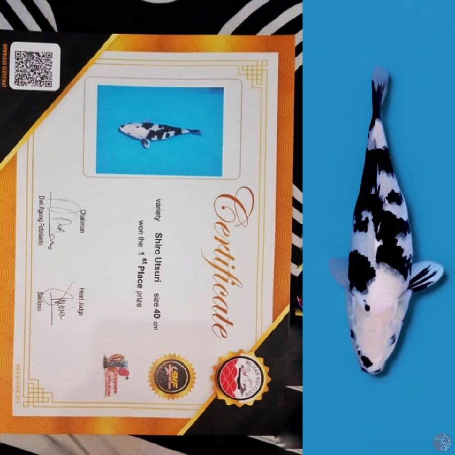 SHIRO 40cm Female TOP KUALITAS Juara 1