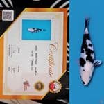 SHIRO 40cm Female TOP KUALITAS Juara 1