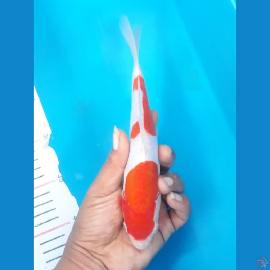 kohaku doit 20cm