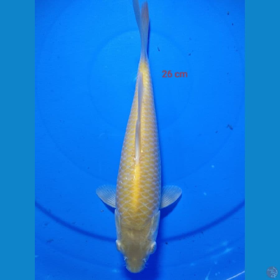 KARASI CORN 26 CM