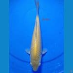 KARASI CORN 26 CM 